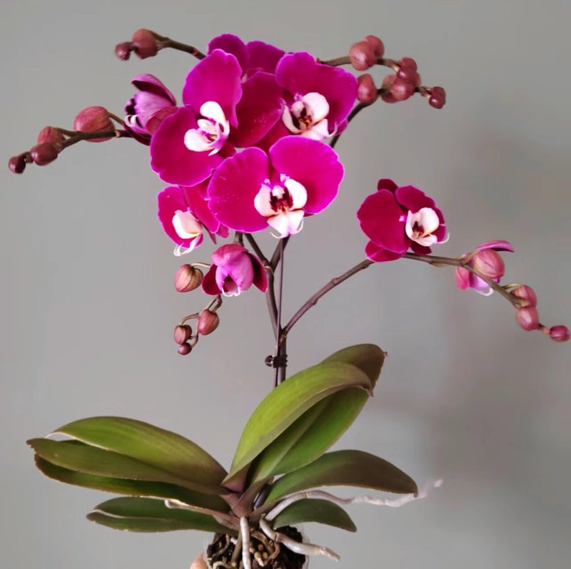 花卉市场的春季风向标——蝴蝶兰批发行情解析