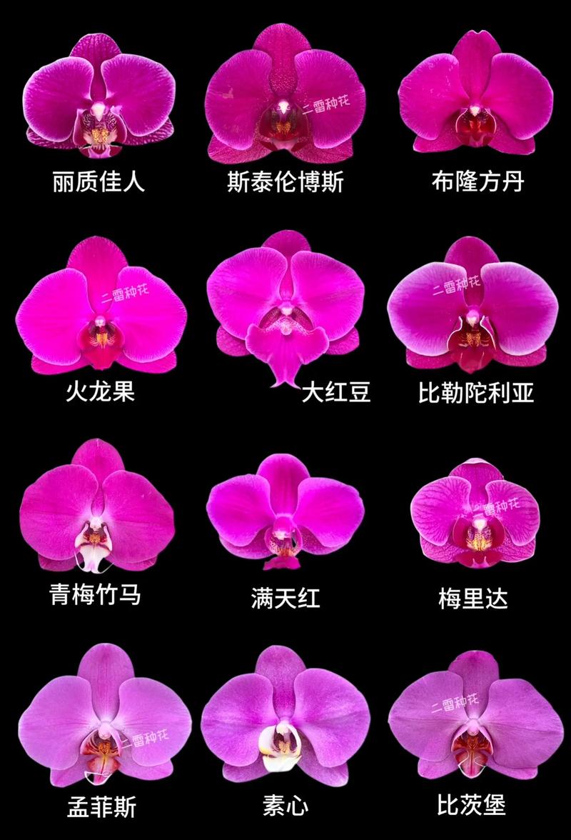 蝴蝶兰：种植与养护的艺术