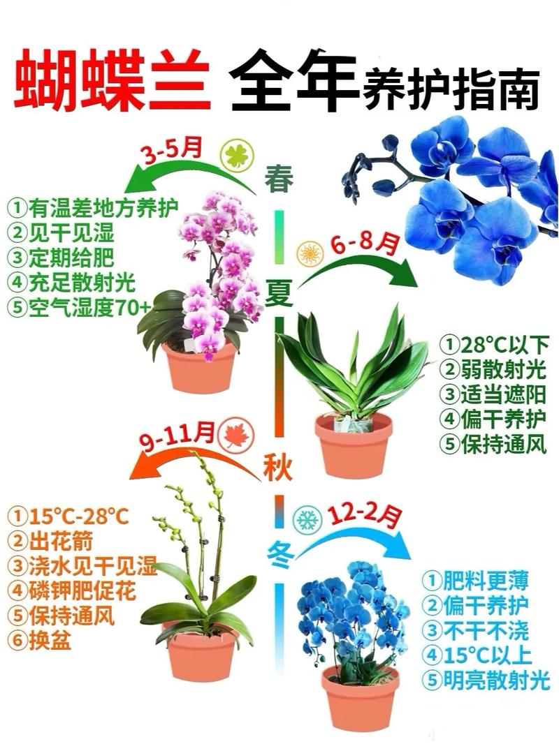 陈村蝴蝶兰：春日里的优雅与浪漫