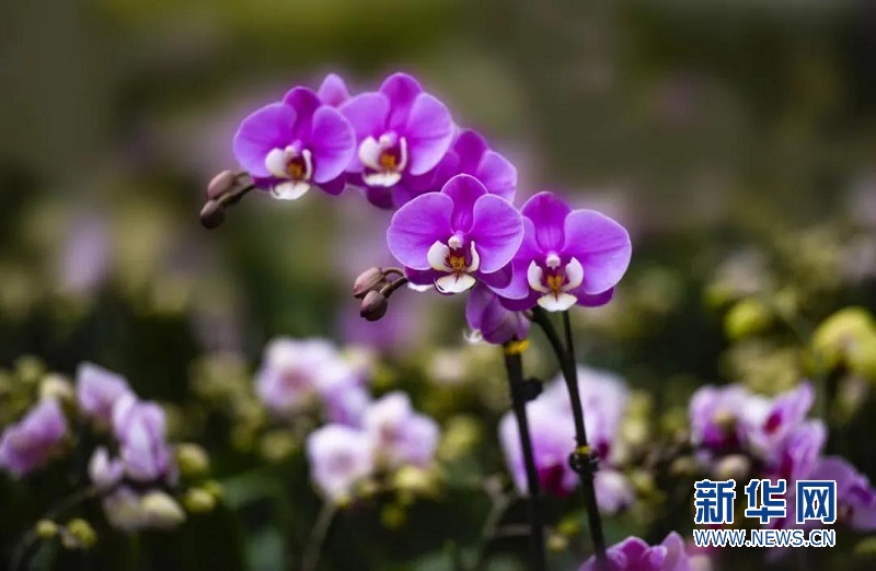 广东蝴蝶兰