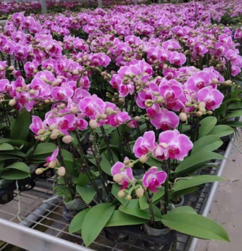 顺德蝴蝶兰：花开春意浓